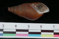 藏品(川蜷)的圖片